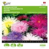 Callistephus, Straalaster Unicum, gemengd