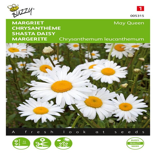 Margriet (Chrysanthemum leucanthemum 'May Queen')