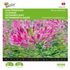 Kattensnor (Cleome hassleriana 'Rose Queen')