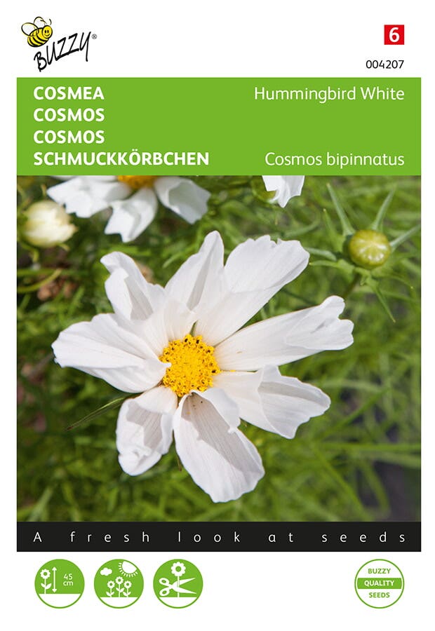 Cosmea