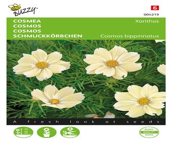 Cosmea Xanthos (Cosmos bipinnatus)