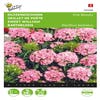 Duizendschoon (Dianthus barbatus 'Pink Beauty')