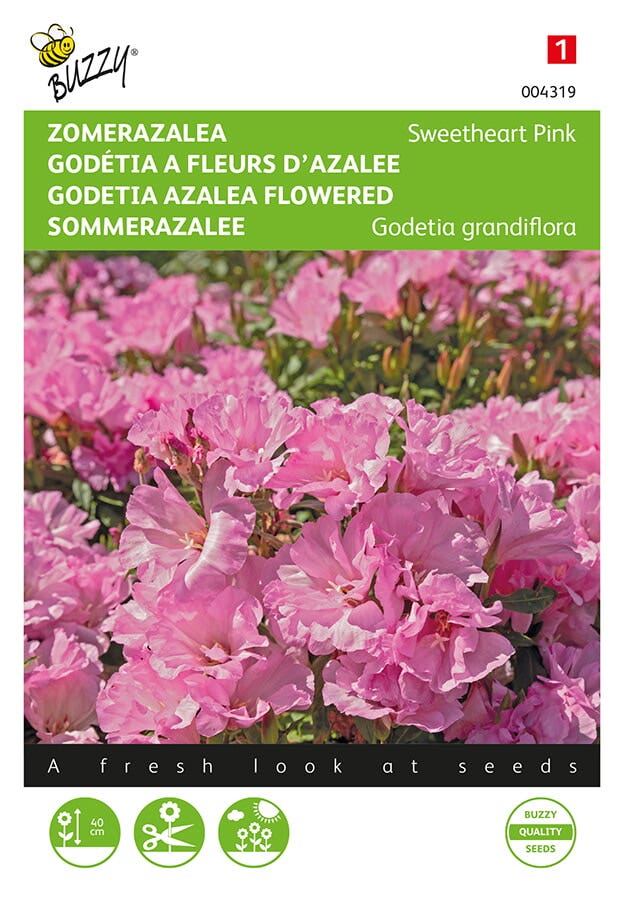 Clarkia