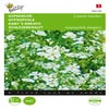 Gipskruid (Gypsophila elegans 'Covent Garden')