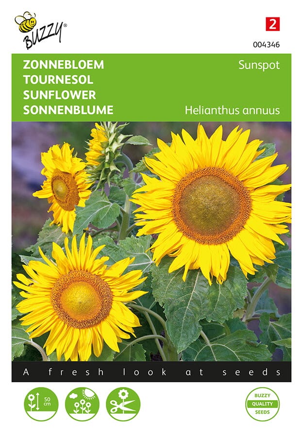 Lage zonnebloem