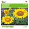 Lage zonnebloem ( Helianthus annuus 'Sunspot geel')