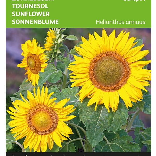 Helianthus, lage zonnebloem Sunspot geel