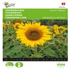 Zonnebloem (Helianthus annuus 'Yellow')