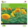 Zonnebloem (Helianthus annuus 'Sungold')