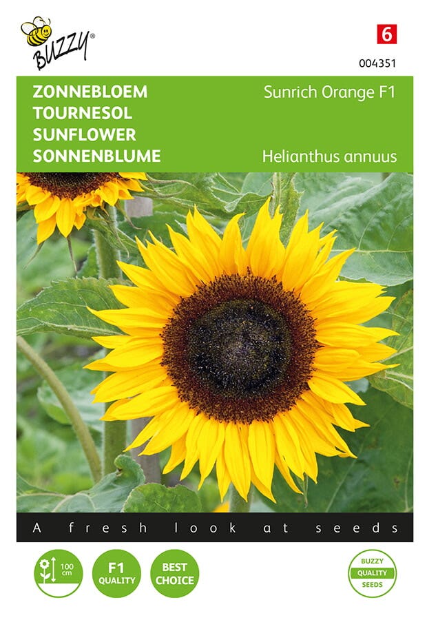 Zonnebloem
