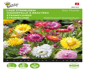 Helichrysum, lage Strobloem Tom Thumb