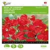 Reuk of siererwt (Lathyrus odoratus 'Royal Family rood')