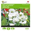 Lathyrus, Reuk- of siererwt Royal Family Wit