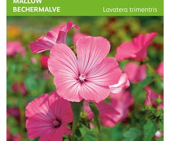 Bekermalva (Lavatera trimestris 'Roze/Rood')