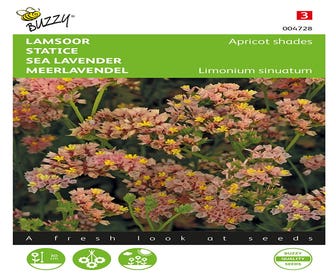 Lamsoor (Limonium sinuatum 'Apricot shades')
