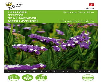 Lamsoor (Limonium sinuatum 'Dark Blue')