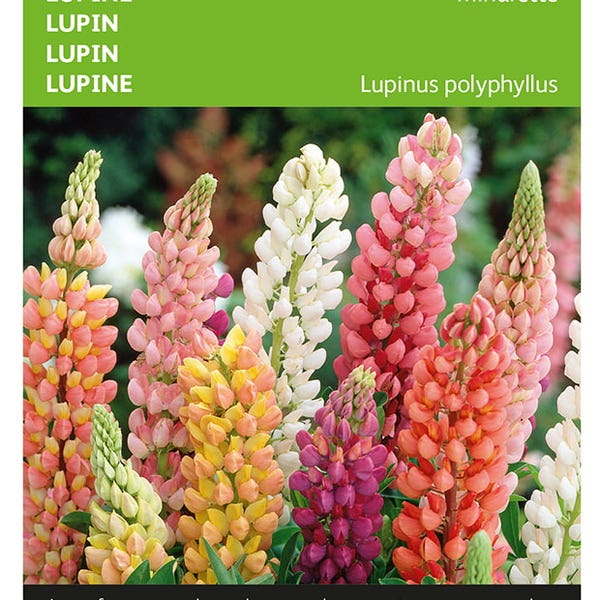 Lupinus, lage Lupine Minarette
