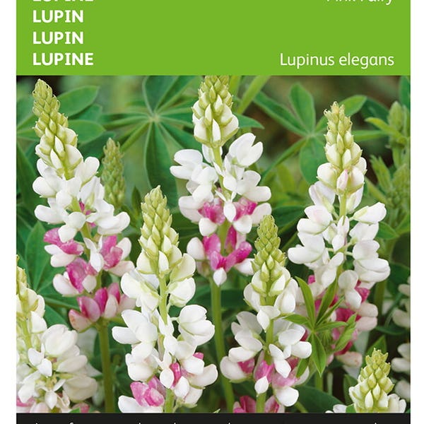 Lupinus, Lupine Pink Fairy