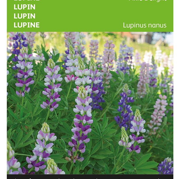 Lupinus, Lupine Pixie Delight gemengd