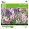 Lupine Russell’s Hybrids gemengd