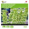 Klokken van Ierland (Moluccella laevis)