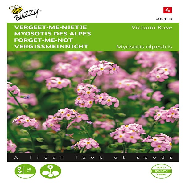 'vergeet-me-nietje' (Myosotis alpestris 'Victoria Rose')