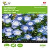 Haagbloem (Nemophila menziesii 'Hemelsblauw')