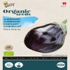Aubergine Black Beauty (BIO)