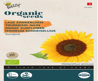 Lage zonnebloem (Helianthus 'Sunspot') (BIO)