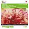 Slaapbol (Papaver somniferum 'Flemish Antique')