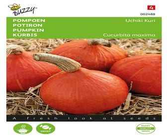 Pompoenen Uchiki Kuri