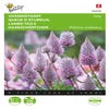 Vossenstaart (Ptilotus exaltatus 'Joey')