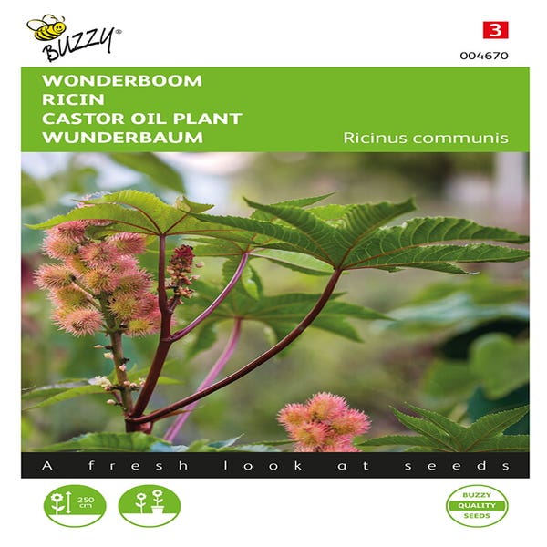 Wonderboom (Ricinus communis)