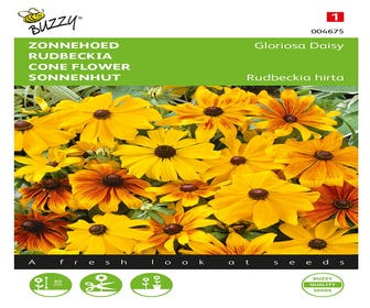 Zonnehoed (Rudbeckia hirta 'Gloriosa Daisy')
