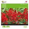 Vuursalie ( Salvia splendens 'Sint Jansvuur')