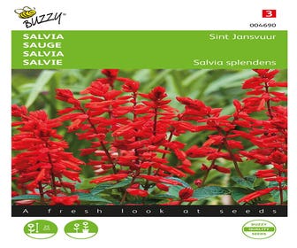 Vuursalie ( Salvia splendens 'Sint Jansvuur')