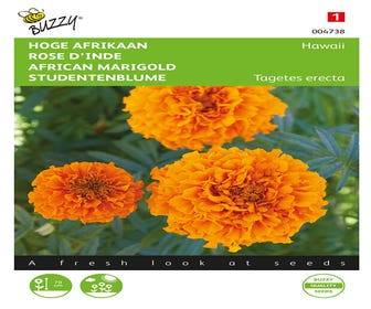 hoge Afrikaan (Tagetes erecta 'Hawaii oranje')