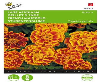 lage Afrikaan ( Tagetes patula nana 'Bolero')