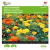 Tagetes, lage Afrikaan Bonita