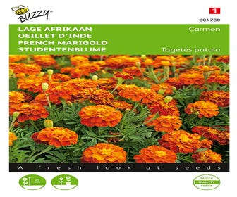 Tagetes, lage Afrikaan Carmen