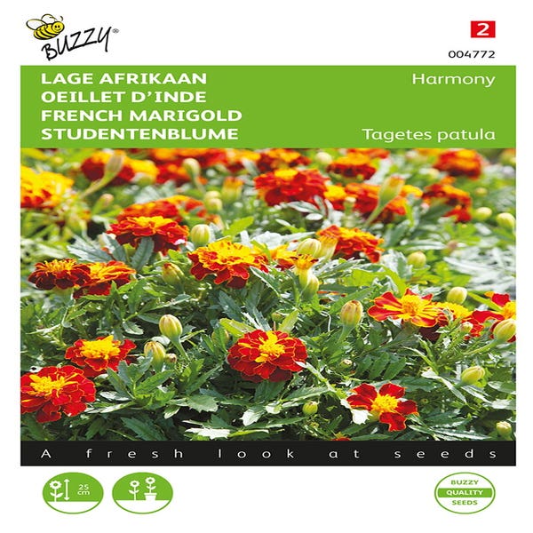 Lage Afrikaan ( Tagetes patula nana 'Harmony')