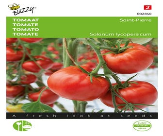 Tomaat Saint Pierre, Grote Vollegrondse