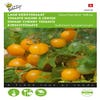 Tomaten Gourmandise (gele cherry patio)