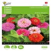  Zinnia Californische Reuzen gemengd