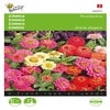Zinnia Thumbelina laag gemengd