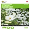 Zomerbloemen Wit mengsel