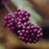 Schoonvrucht (Callicarpa bodinieri 'Profusion')