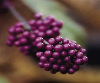 Schoonvrucht (Callicarpa bodinieri 'Profusion')