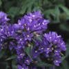 Klokje (Campanula glomerata 'Acaulis')