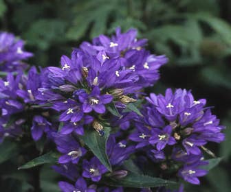 Klokje (Campanula glomerata 'Acaulis')